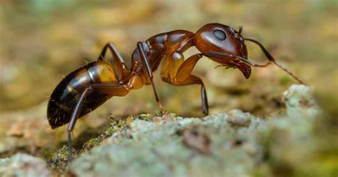 How to Control Argentine Ants | Gardener's Path