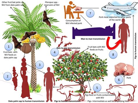 Transmission of the Nipah virus. 1. Fruit bats acts as natural... | Download Scientific Diagram