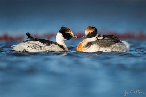 Hooded grebe – Ugo Mellone – Wildphoto