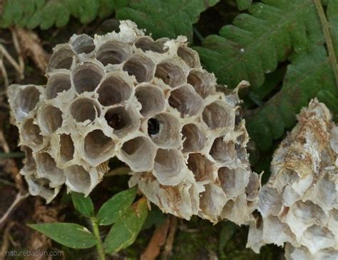 Patterns in nature: The efficiency of hexagons – letting nature back in