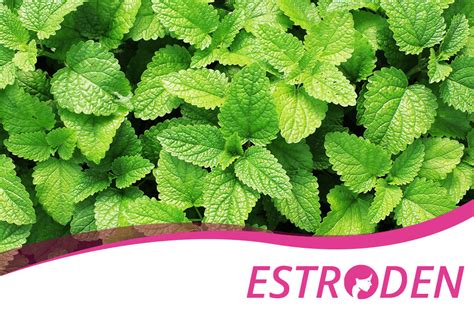 Health Benefits of Mint Leaves - Estroden