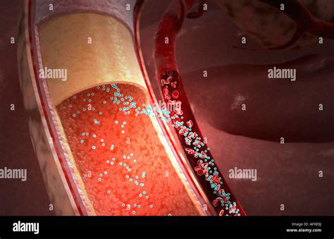 Drug absorption Stock Photo: 14035169 - Alamy