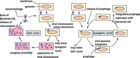 Lytic vs Lysogenic Cycle | Genome, Chromosome, Mcat