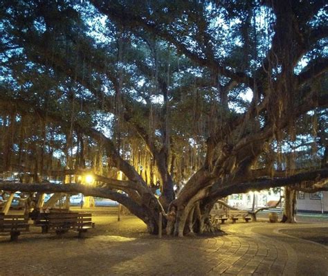 Visit The Largest Banyan Tree In Hawaii At This Park