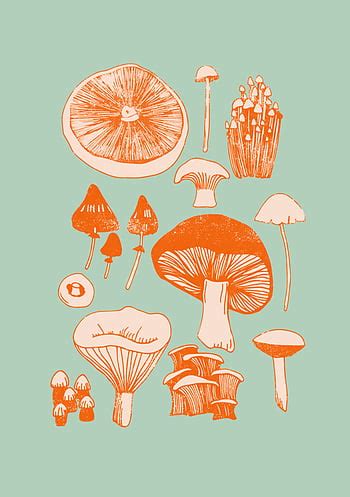 Mushroom, fungi HD wallpaper | Pxfuel