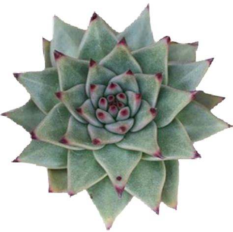 Succulents - Succulent Plant, Png Download - Original Size PNG Image - PNGJoy