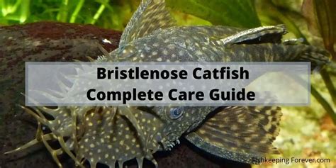 Bristlenose Catfish | Size | Breeding | Diet | Cost – Fishkeeping Forever