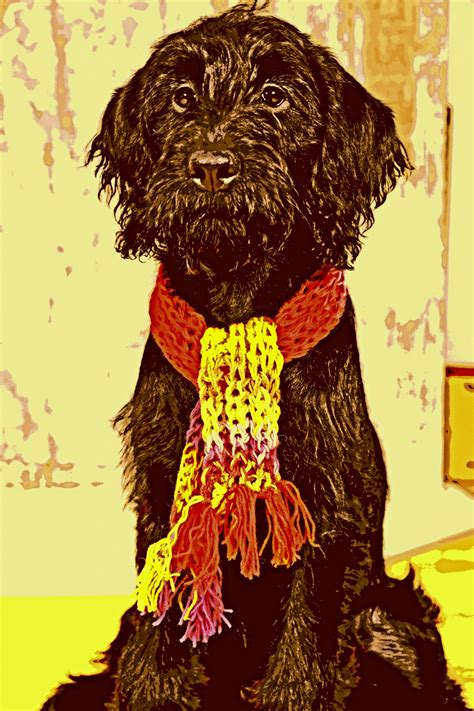 Labradoodle Free Stock Photo - Public Domain Pictures