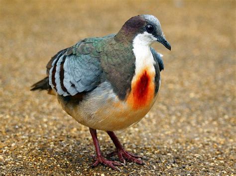 Luzon Bleeding-Heart: A Dove That Looks Shot Through the Heart | Amusing Planet