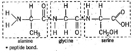 Write down the structural formula of the tripeptide formed by alanine, glycine and serine joined ...