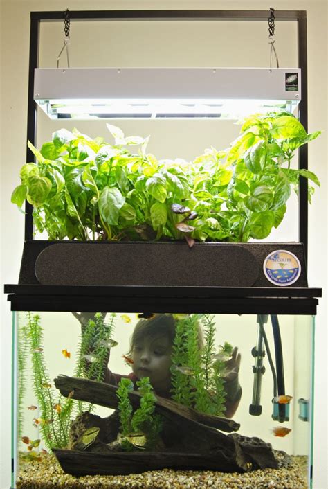 Why use aquaponics to grow my vegetables? - ECOLIFE Conservation