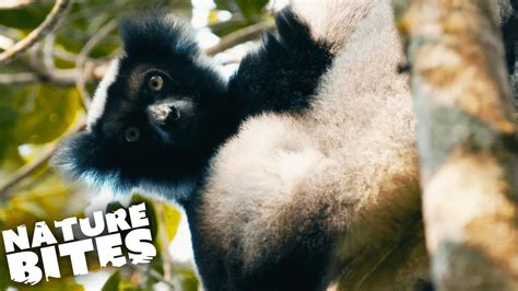 Rare Madagascan Lemurs in the Wild | Nature Bites - YouTube