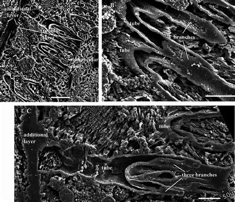 SEM images. Specimen no. Mo. 180820. A . Longitudinal section of the ...