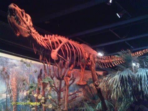 Where to Find Dinosaur Bones in Raleigh: North Carolina Museum of ...