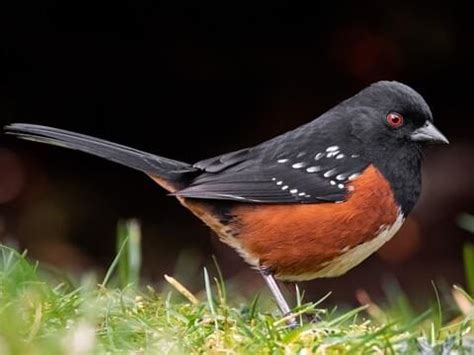 Spotted Towhee - NestWatch