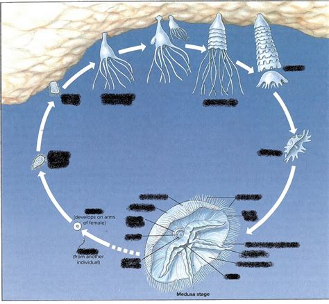 Class Scyphozoa- Aurelia life cycle Diagram | Quizlet