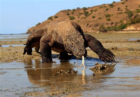 Climate change threatens Komodo dragons | Newsroom | University of Adelaide