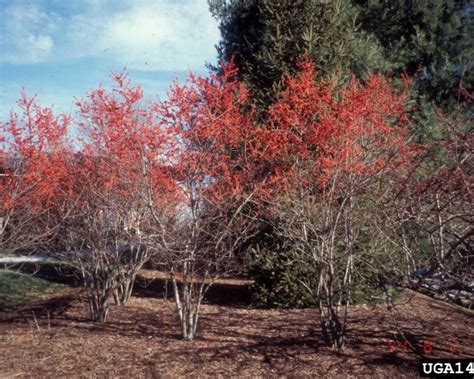 Winterberry Holly (Ilex verticillata) | The UFOR Nursery & Lab