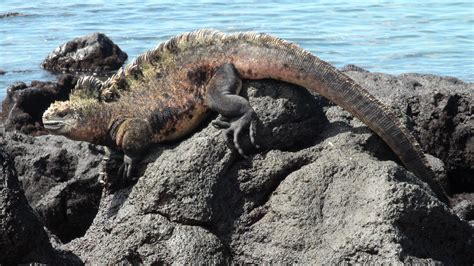 Marine Iguana – Facts, Size, Diet, Pictures