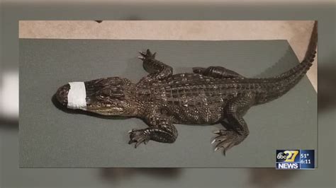 New push to make alligators illegal as pets, ban their sales, in Pennsylvania