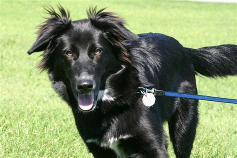 Cute Dogs: German Shepherd Lab Mix