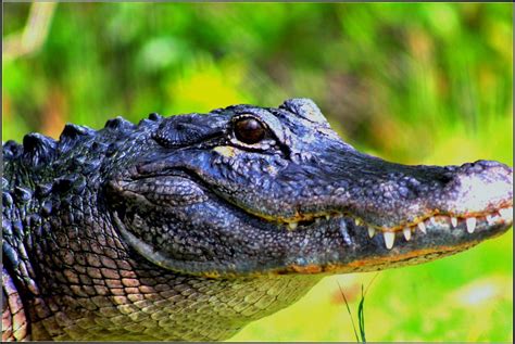 Florida alligator | A large adult American alligator's weigh… | Flickr