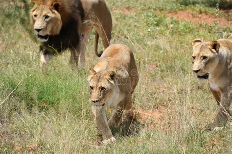 Pride of lions, Africa stock image. Image of pride, bushveld - 103801437