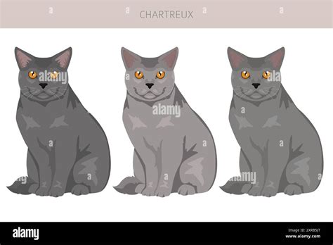 Chartreux Cat clipart. All coat colors set. All cat breeds ...