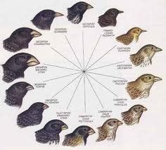 Los Postulados de Darwin at emaze Presentation