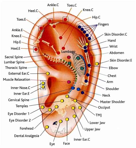 Ear Piercing for Weight Loss: Is It Real or Myth?