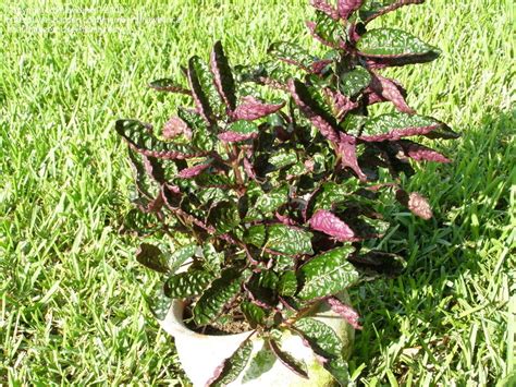 PlantFiles Pictures: Strobilanthes, Purple Waffle Plant 'Exotica ...