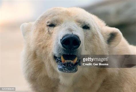 85 Polar Bear Eyes Stock Photos, High-Res Pictures, and Images - Getty Images