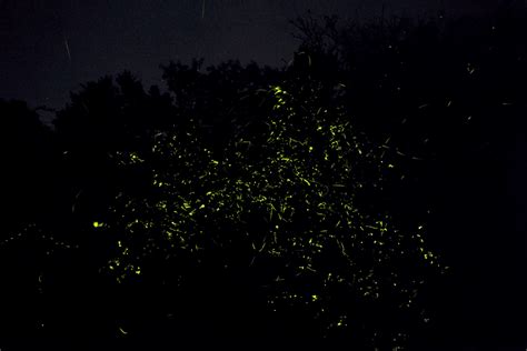 The Dying Light of Fireflies - Wildlife Conservation Trust