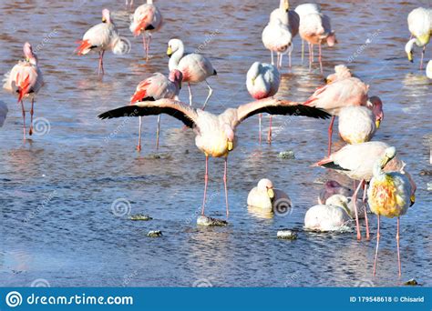 The Rare James`s Flamingo stock photo. Image of camping - 179548618