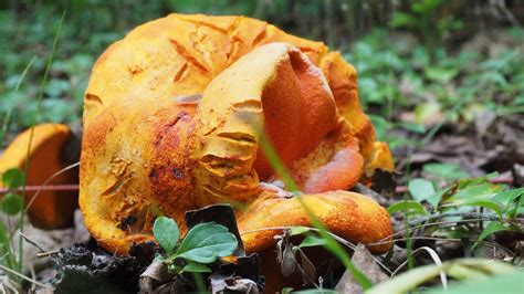 Forest Fungi Walk – Efts Event – Thunder Bay Field Naturalists Club