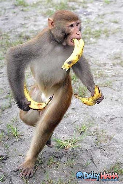 Banana Crazy Monkey