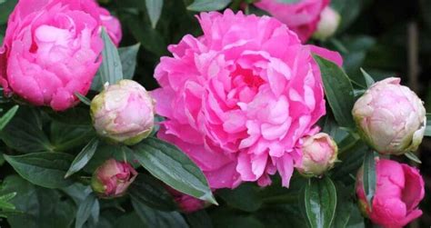 Peony Bloom Stages: A Comprehensive Guide to Each Phase