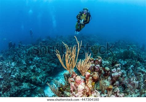 Belize Coral Reef Stock Photo (Edit Now) 447304180