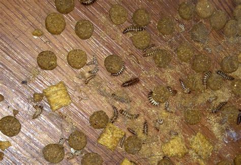 Carpet Beetle Larvae Infestation - What's That Bug?