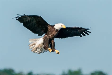 Great Rivers & Routes Region: Bald Eagles Flying into Illinois - Wayne ...