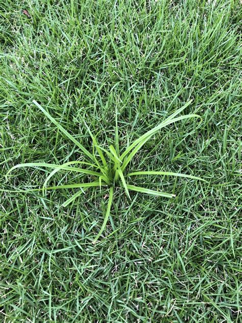 Weed Identification - Zoysia in Tampa Florida | Lawn Care Forum