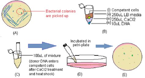 Illustration of main stages of bacterial transformation protocol: (A)... | Download Scientific ...