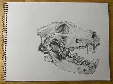 Dire Wolf Skull Drawing