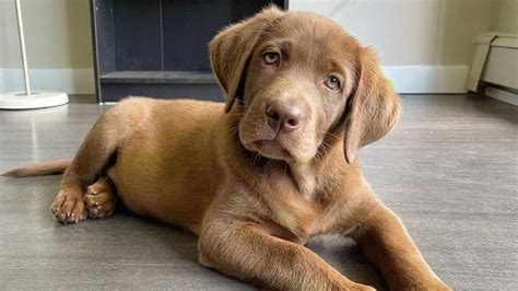 Labrador Retriever Dog Breed Facts & Information | Rover.com