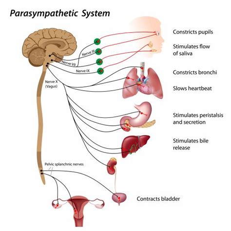 Vagus Nerve Stimulation Side Effects