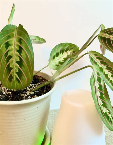 Humidity-Loving Houseplants and How to Provide Humidity | Sprouts and Stems