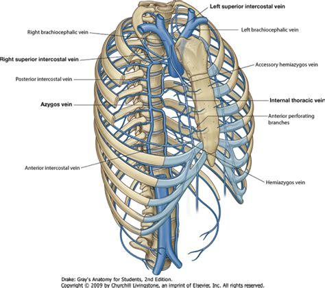 Thorax:Venous structure:Superior and supreme intercostal veins ...