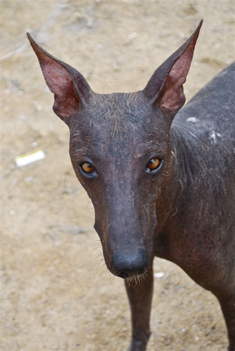 Peruvian Inca Orchid ♥ | Hairless dog, Peruvian hairless dog, Dog poses