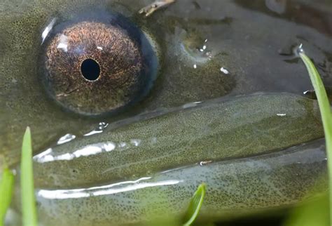 European eel conservation | ZSL