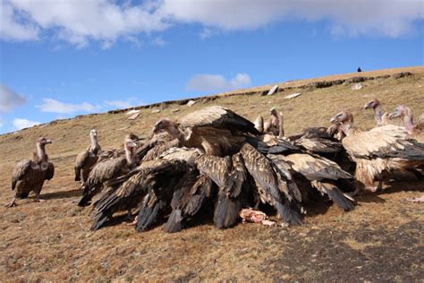 Tibetan sky burial | Travel Pictures